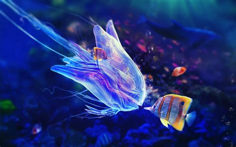 wallpaper colorful animals blue underwater jellyfish