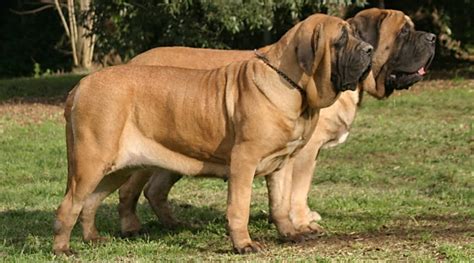 english mastiff dog breed information facts traits pictures