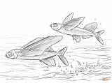 Coloring Pages Fish Flying Sailfin Atlantic Common Printable Drawing sketch template