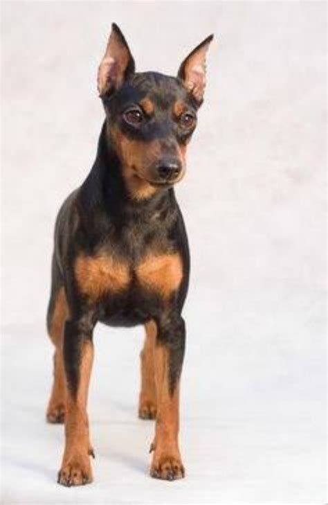 miniature pinscher dog breed information images characteristics health