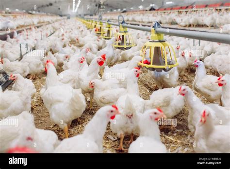 big indoors modern chicken farm chicken feeding stock photo alamy