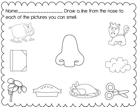 senses preschool printables  crazy pre  classroom   senses