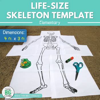 life size skeleton template   big learning tpt