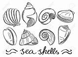 Shell Drawing Sea Shells Easy Line Muscheln Seashell Drawings Vector Beach Zeichnen Various Pearl Illustration Schelpen Conch Zeichnungen Tekenen Doodle sketch template