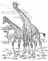 Coloring Giraffes Kids Giraffe Pages Two Color Adults Adult Printable Animals Children Print Giraffen Few Details Book Baby Nature Justcolor sketch template