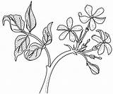 Jasmine Flower Drawing Getdrawings sketch template