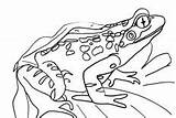 Bullfrog Coloring Pages Outline American sketch template