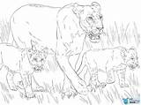 Lioness Coloring Cubs Pages Lion Cub Drawing Color Printable Cute Super Regularly Toddler Needs Start Why sketch template