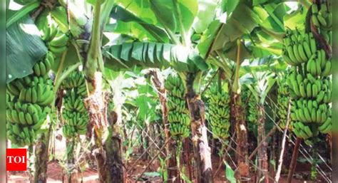 Banana Tamil Nadu Farmers Go Bananas Over Tropical Cash Crop Chennai