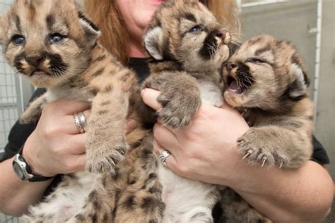 Hunter Kills Cougar Rescues Newborn Kittens Outdoors