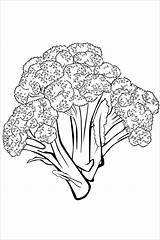 Broccoli Coloring Print Pages Coloringbay sketch template