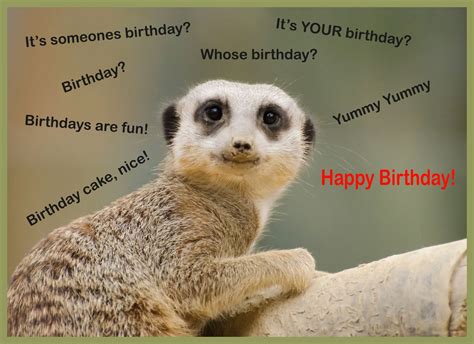 funny animals  happy birthday funny animalsl happy birthday