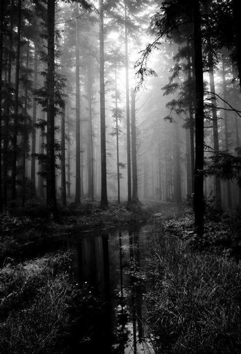 black  white forest pictures   images  facebook