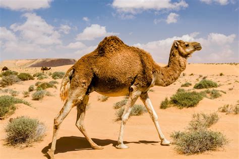 How Do Arabian Camels Survive For Weeks Without Water •