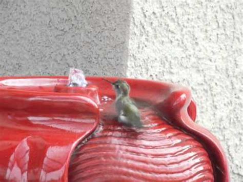 hummingbird enjoys  bath spa day  club red youtube