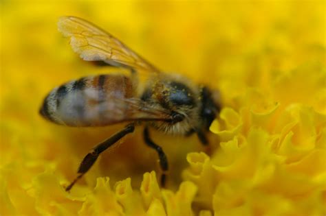 federal agency     improve honeybees diet michigan radio