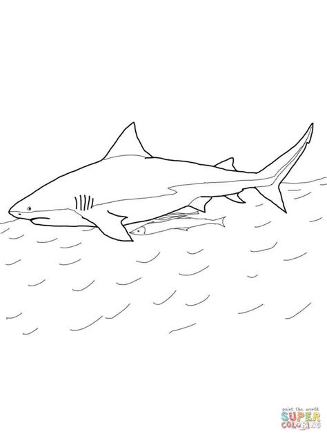 pages printable shark coloring pages  kids  sheets   ages