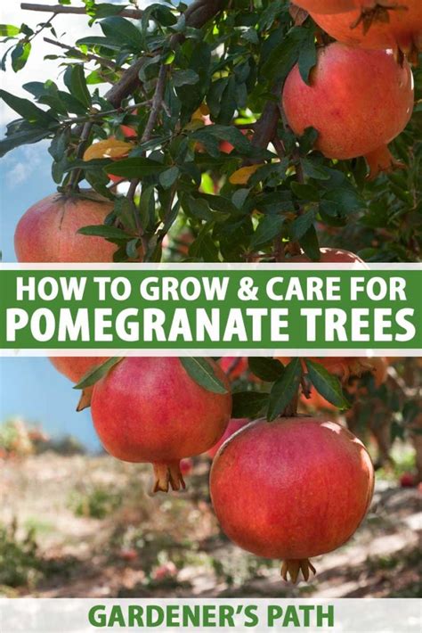 grow pomegranate trees gardeners path