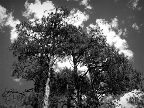 black  white forest skies photograph  aaron burrows fine art america