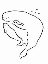 Beluga Killer Orca Davemelillo 101coloring sketch template