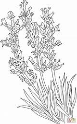 Lavandula Angustifolia Lavanda Lavendel Common Plantas Supercoloring Ausmalbilder Semplicemente Medicinales Bocca Imprimir Dibujar Ausmalbild Dibujadas sketch template