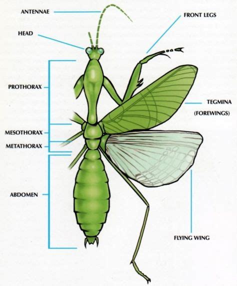 mantis anatomy google search praying mantis animal body parts bugs  insects