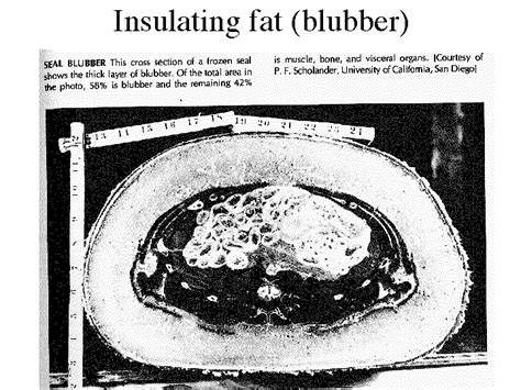 insulating fat blubber