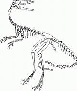 Skelett Dino Fossil Velociraptor Ausmalbilder Dinosaurier Malvorlage Dinosaurs Fossils Microraptor Library Spinosaurus sketch template