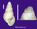 Afbeeldingsresultaten voor "odostomia Plicata". Grootte: 122 x 98. Bron: www.ne.jp