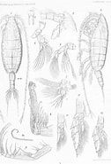 Afbeeldingsresultaten voor "bathycalanus Richardi". Grootte: 126 x 185. Bron: www.marinespecies.org