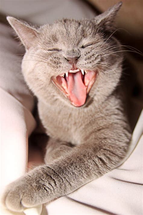 cat  open mouth stock photo image  large organism