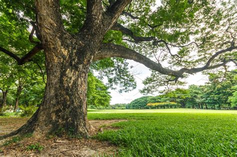 big tree  beautiful park scene high quality nature stock