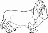 Hound Coloring Basset Pages Dog Draw Bassett Getcolorings Print Printable Color Drawing Getdrawings Choose Board Dragoart Step sketch template