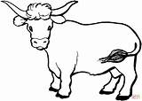 Coloring Longhorn Cattle Cow Designlooter Click sketch template