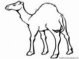 Desert Animals Camel Coloring Drawing Pages Cartoon Kids Printable Animal Clipart Sahara Clip Land Draw Color Cliparts Camels Print Sheets sketch template