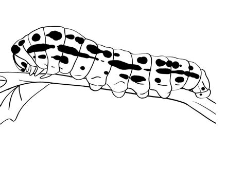 printable caterpillar coloring pages  kids animal place