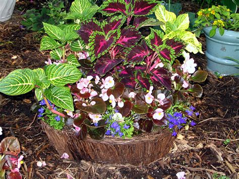 planting  containers container gardening ideas