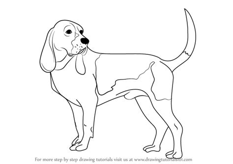 draw  hound dog dogs step  step drawingtutorialscom