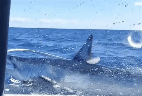 mako shark jumps   fishing boat  love sharks