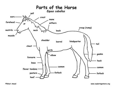 image result  horse anatomy diagram lessons pinterest horse anatomy horse  animal