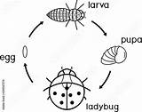 Cycle Ladybug Insect Cocoon sketch template