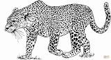 Leopard Coloring Pages Printable Drawing sketch template