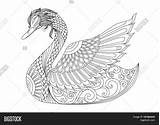 Swan Coloring Drawing Fotosearch Graphics sketch template
