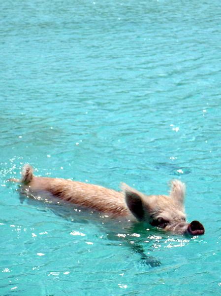 swimming pigs special information bahamas  america  global