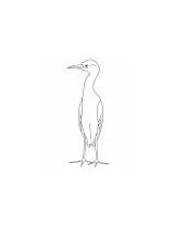 Egret Coloring Small Bird Great sketch template