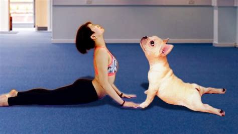 cute dog  yoga   owner youtube