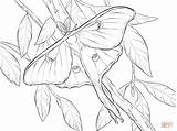Moth Moths Supercoloring sketch template