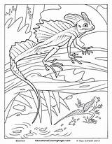 Lizard Coloring Pages Basilisk Colouring Adults Para Kids Colorear Creepers Crawly Lizards Animals Color Book Two Animal Reptiles Sheets Potter sketch template