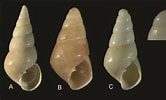 Afbeeldingsresultaten voor "odostomia Plicata". Grootte: 166 x 100. Bron: www.researchgate.net