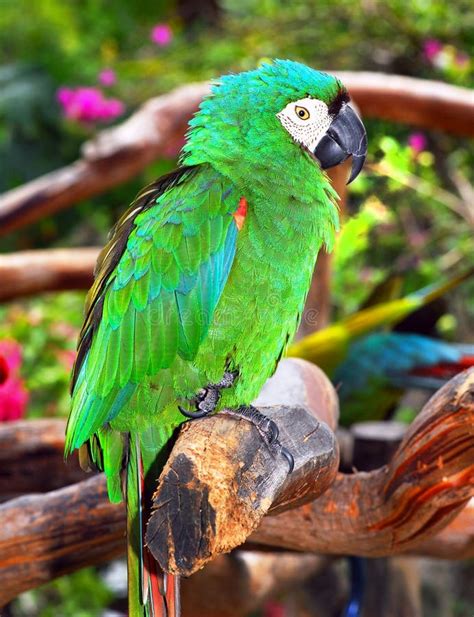green macaw parrot stock photo image  forest nesting